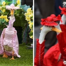 澳大利亚皇家复活节秀上演鸭子时装表演