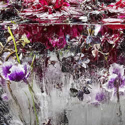 创意冰封花草植物摄影DIY 美得像一幅油画!